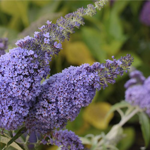 BUDDLEJA